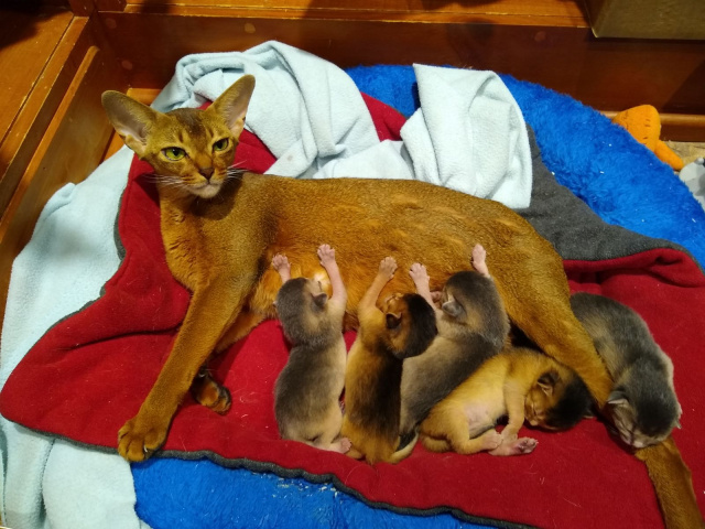 Queen and her kittens