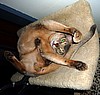 Highgait Paws Roquefort