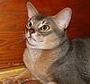 Highgait Paws Roquefort