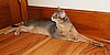 Highgait Paws Roquefort