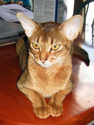 Highgait Paws Rumor Has It