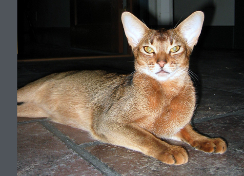 Highgait Paws Rumor Has It