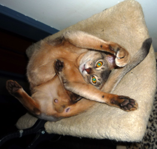 Highgait Paws Roquefort