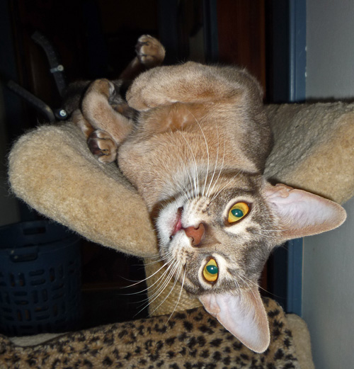 Highgait Paws Roquefort