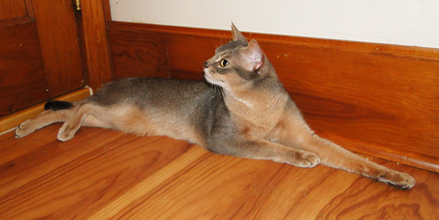 Highgait Paws Roquefort