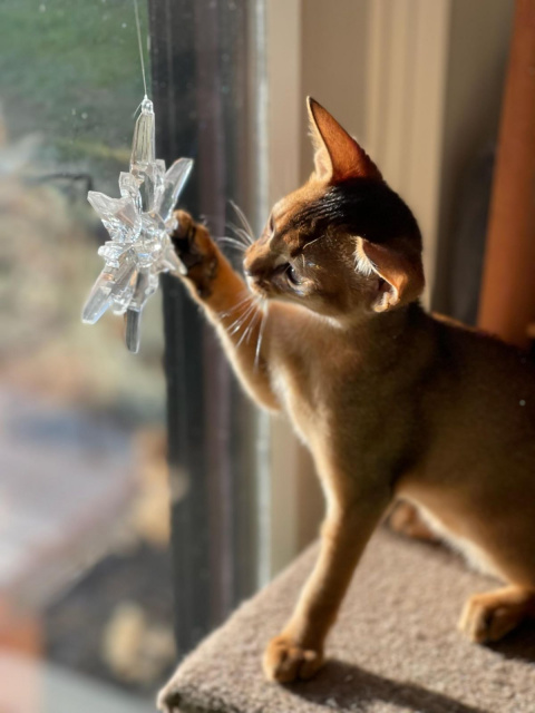 kitten with snowflake ornament