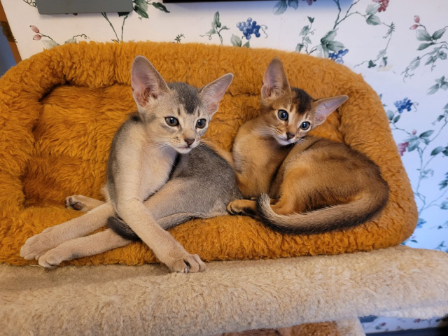 two aby kittens