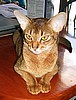 Highgait Paws Rumor Has It