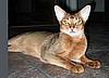 Highgait Paws Rumor Has It