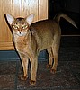 Highgait Paws Rumor Has It